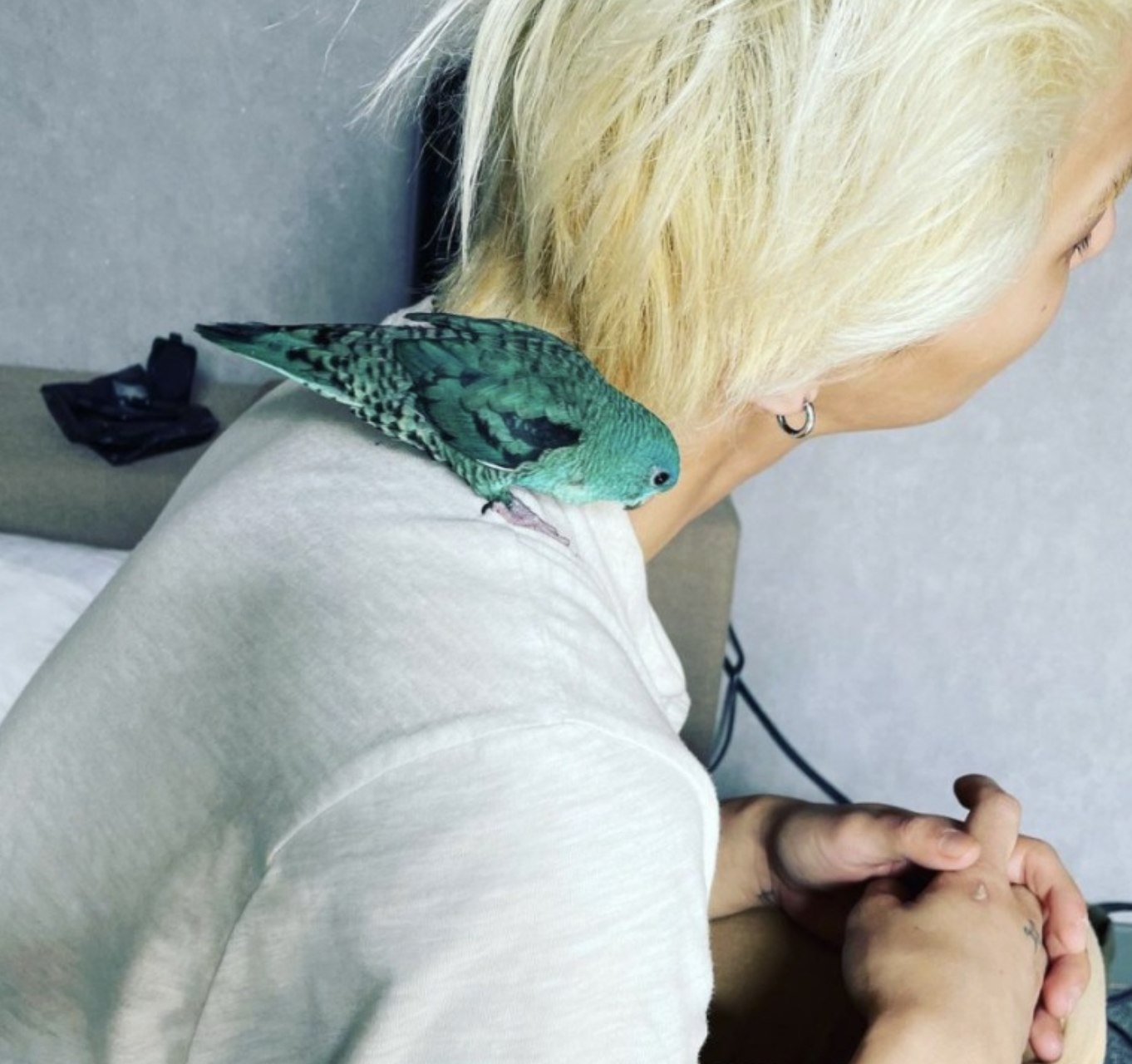 송민호 앵무새
