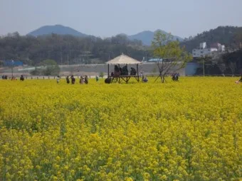 창녕 남지 유채꽃축제 일정 맛집 코스_19