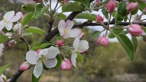 사과나무-재배법-가지치기-전지-전정시기-꽃눈