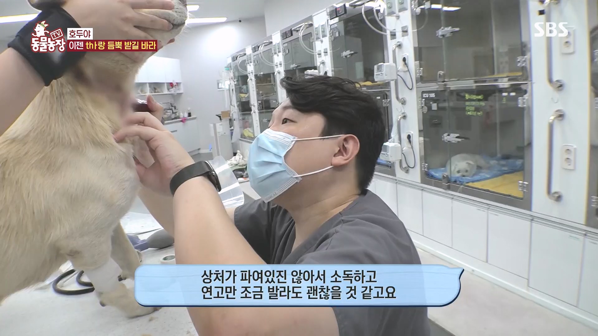 TV 동물농장.E1136.230903p.H264-F1RST.mp4_20230903_180351.401.jpg