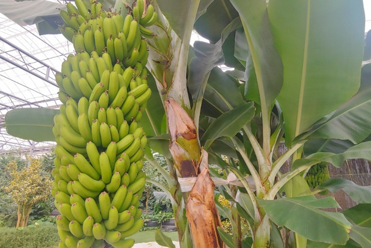 바나나-나무