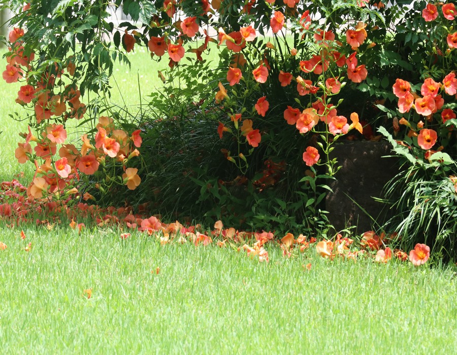 잔디마당에-떨어진-능소화꽃의-아름다운모습