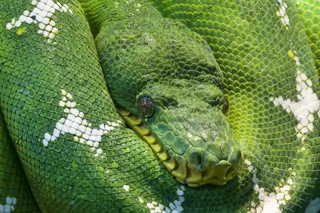 초록색-뱀