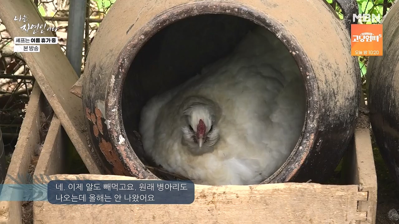 나는 자연인이다.E611.240627p-NEXT.mp4_20240627_195601.732.jpg