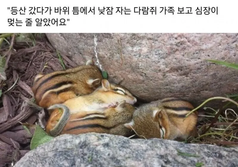 등산하다가 심장이 멎을뻔한 사람.jpg