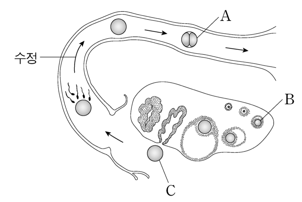 사람에서 난자의 형성 과정과 수정란의 초기 발생 과정