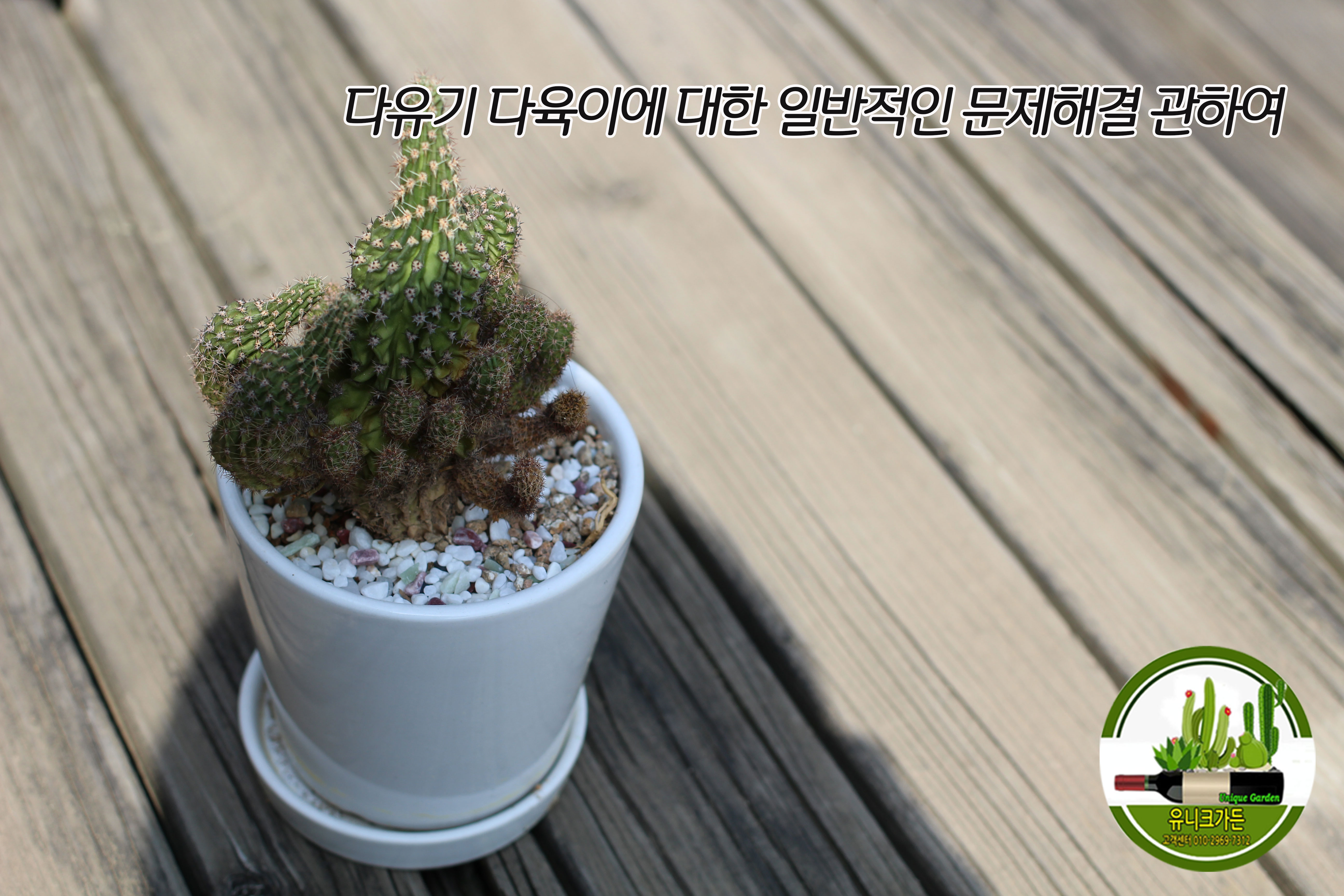  다유기 다육이에 대한 일반적인 문제해결 관하여