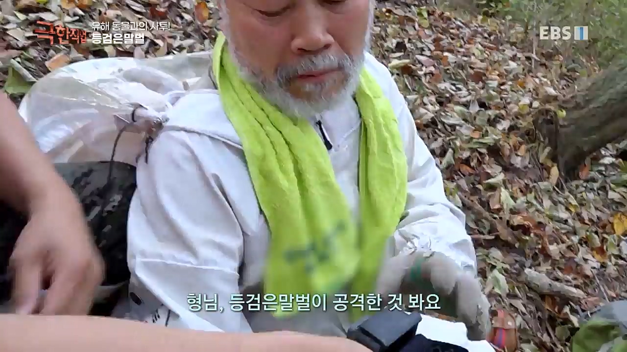 TV - 교육의 중심 EBS유해 동물과의 사투! 등검은말벌, 야생 멧돼지 퇴치.mp4_20221129_195005.399.jpg