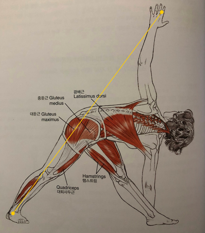 파리브리타 트리코나_Parivrtta Trikonasana_비튼 삼각자세