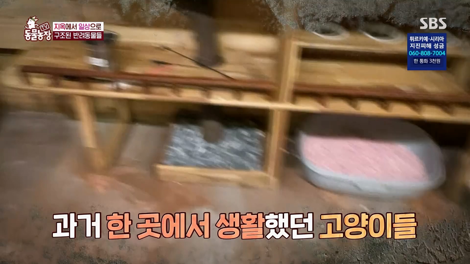 TV 동물농장.E1108.230212p.H264-F1RST.mp4_20230212_182207.437.jpg