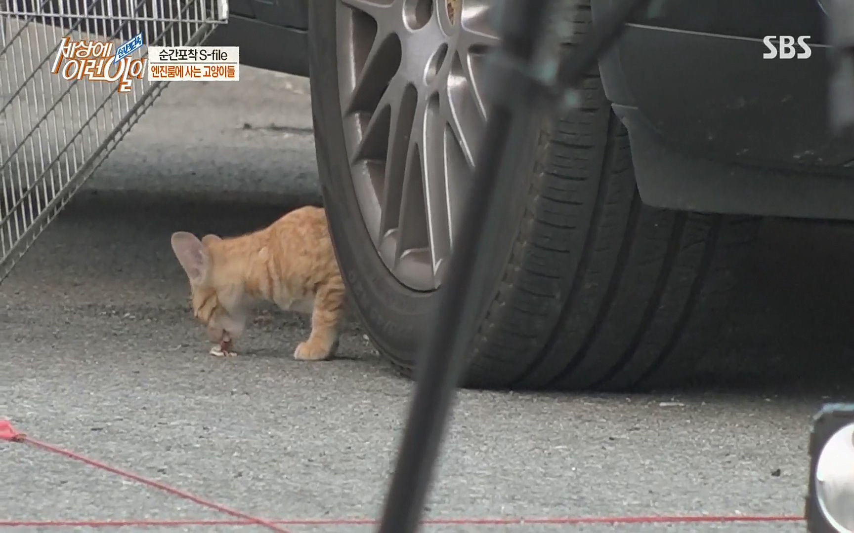 순간포착 세상에 이런일이.E1186.220628p.H264-F1RST.mp4_20220629_201021.245.jpg