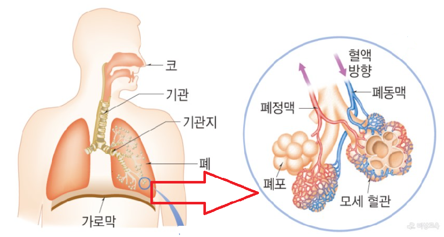 사람의 호흡계와 폐포