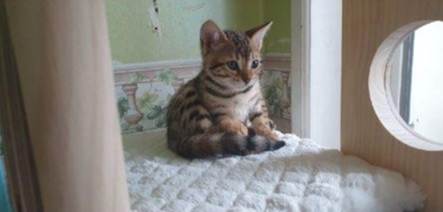  [Intro] Introducing Bangal Cat 'Samsoon'.