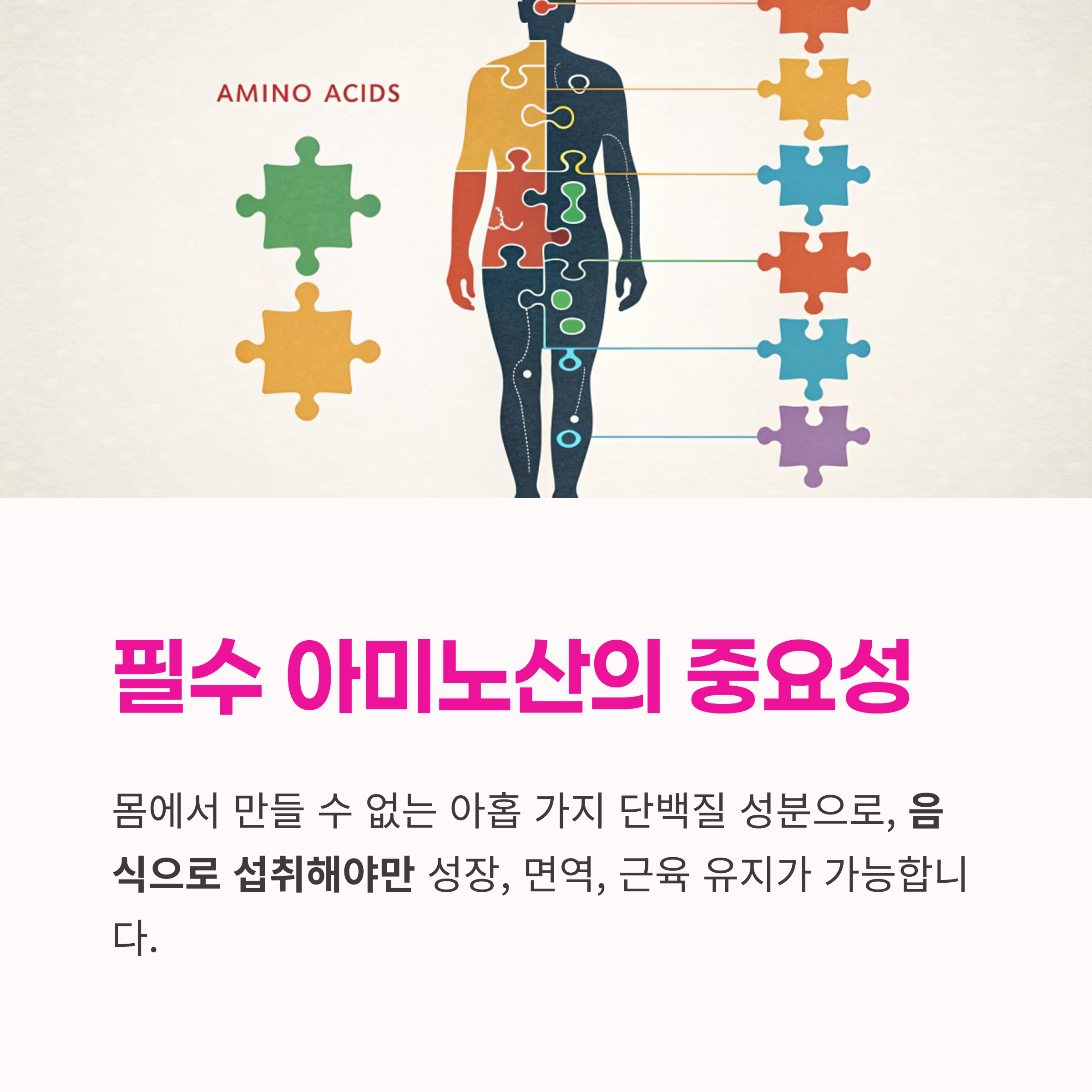 단백질 식단,