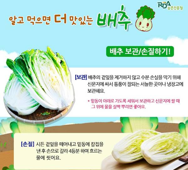 김장배추 수확시기 잘 고르는 방법김
