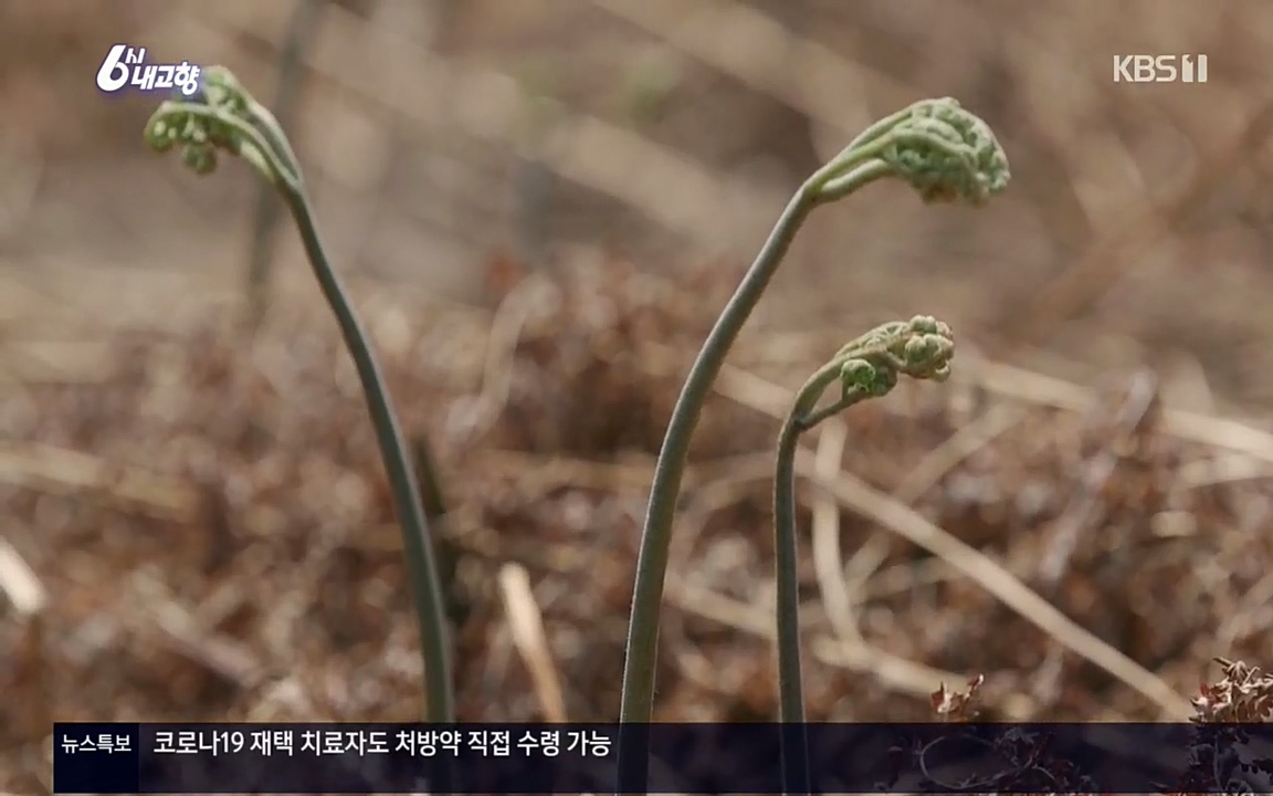 6시 내고향.E7518.220426p.H264-F1RST.mp4_20220504_185108.825.jpg