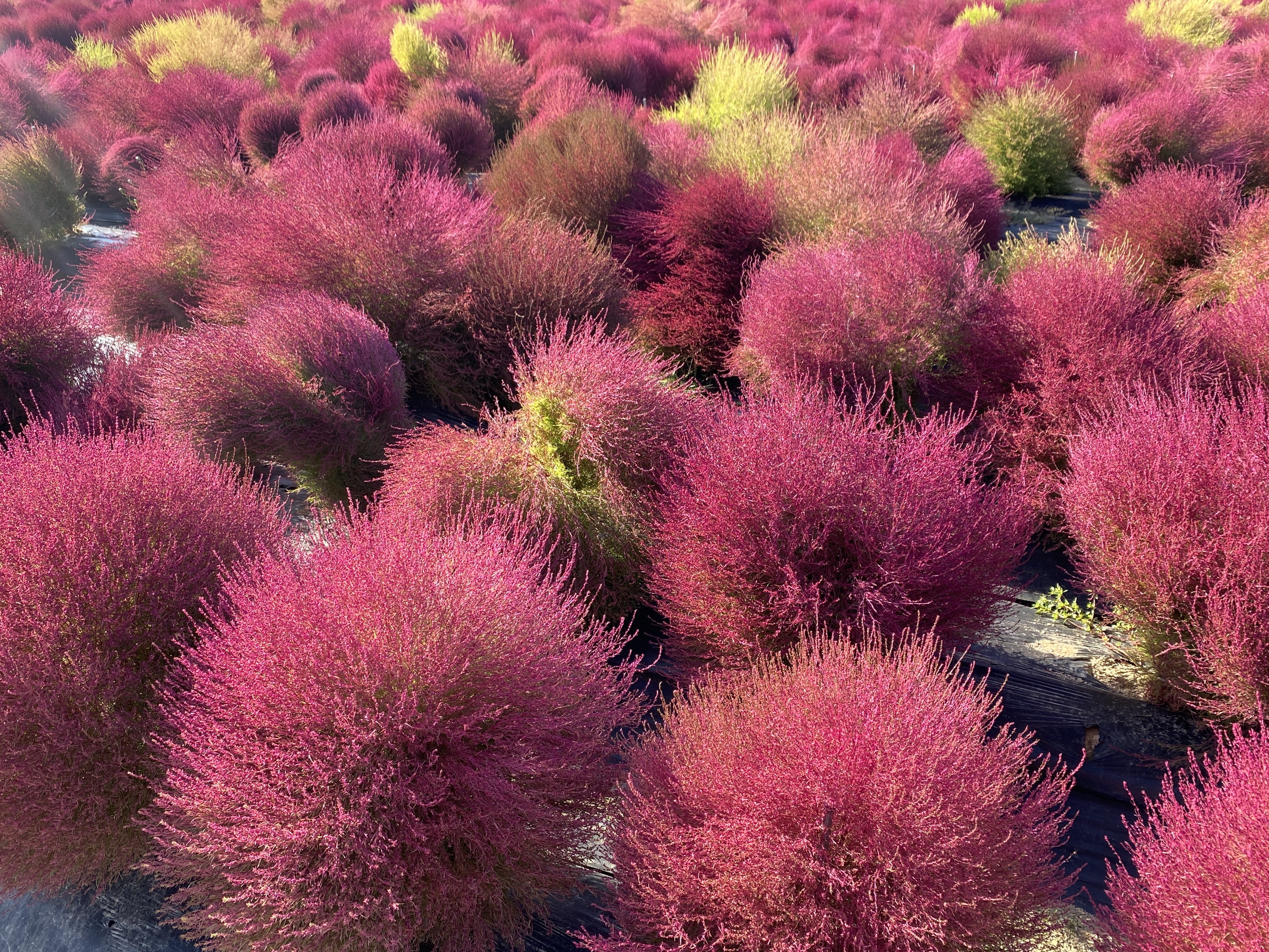 나리공원
