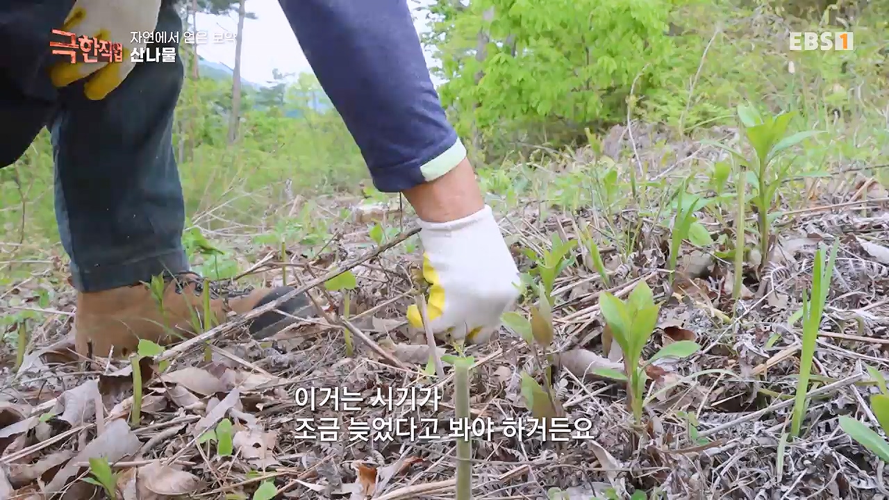 TV - 전 국민의 평생학교 EBS자연에서 얻은 보약, 상황버섯과 산나물, 쌍화차.mp4_20240615_172246.969.jpg