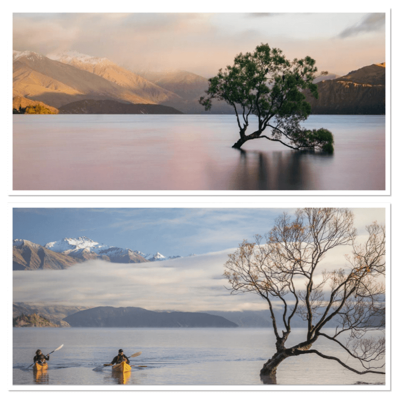 A_nice_picture of_Wanaka_Trees_of_Lake_Wanaka_found_on_the_dot_com_homepage_of_newzealand_newzealand