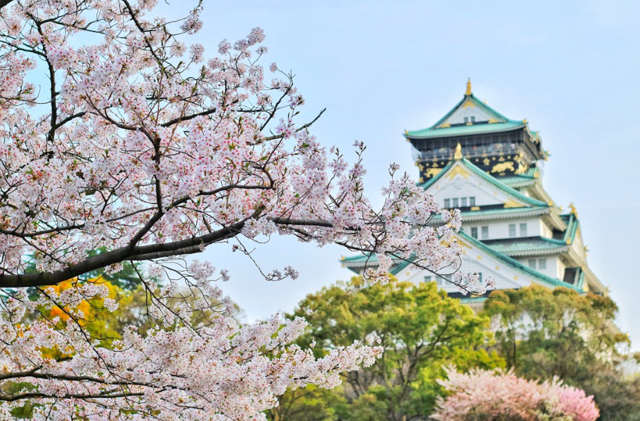 일본 벚꽃