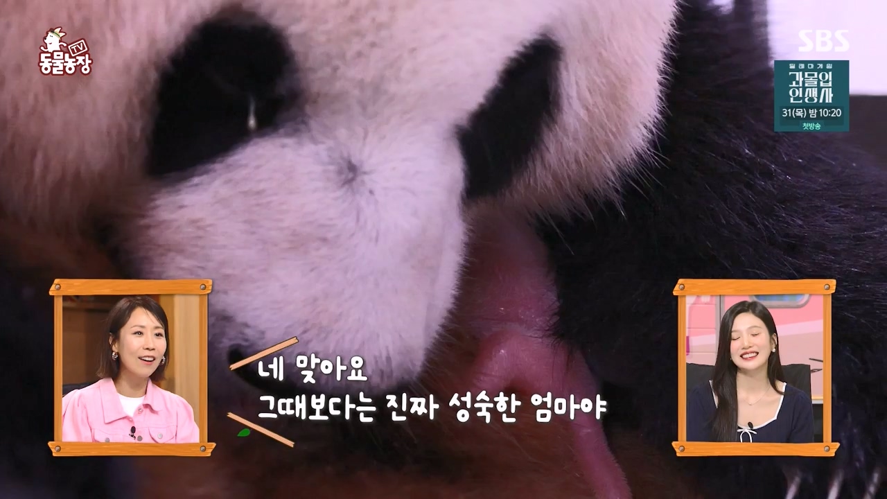 TV 동물농장.E1134.230821p-NEXT.mp4_20230820_193343.391.jpg