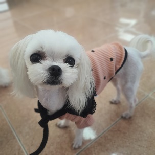말티즈&#44;달콩