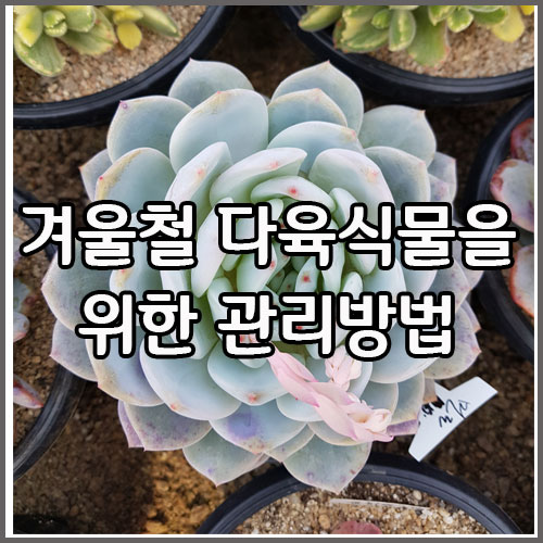 겨울철 다육식물을위한 관리방법