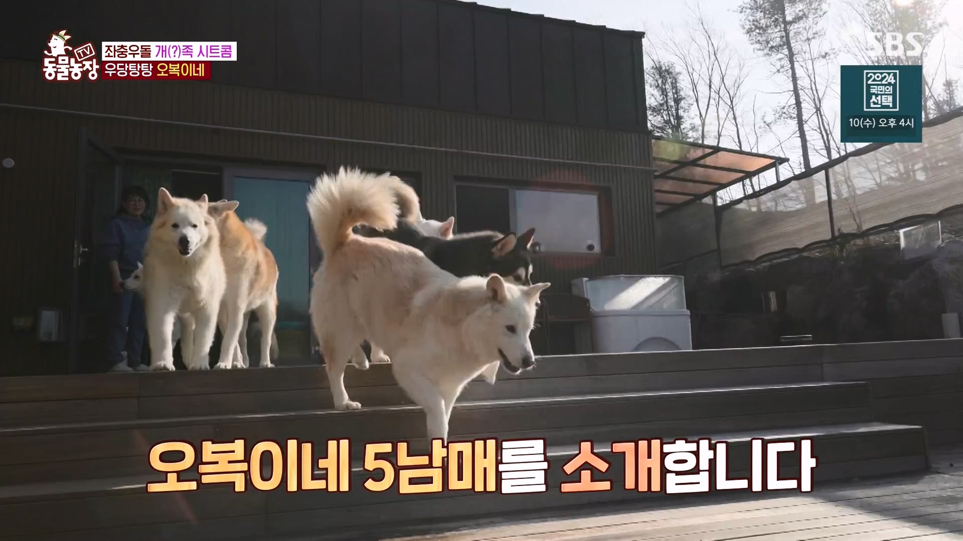 TV 동물농장.E1166.240407p-NEXT.mp4_20240407_161928.694.jpg