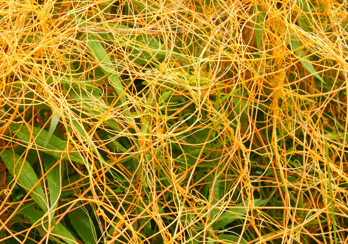  실새삼 (DODDER) 효능 및 부작용, 섭취법 알고 가세요.