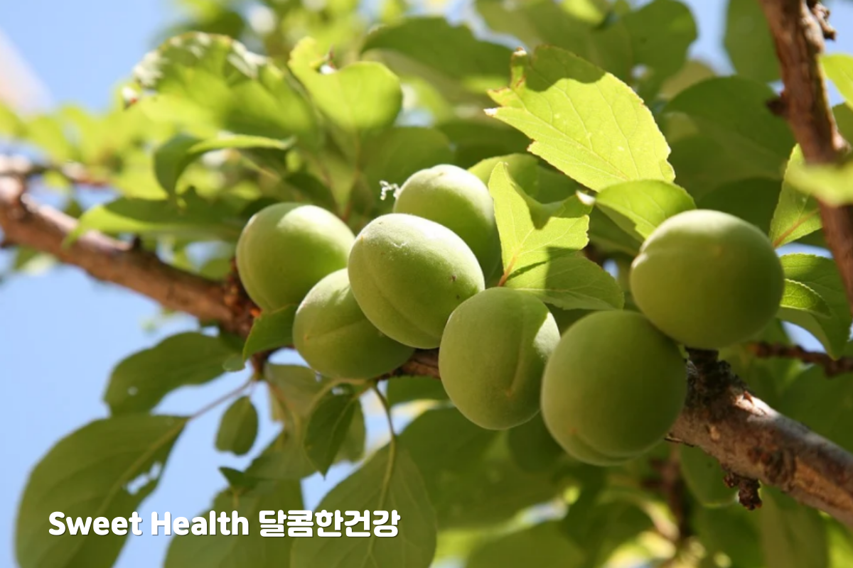 매실 이미지