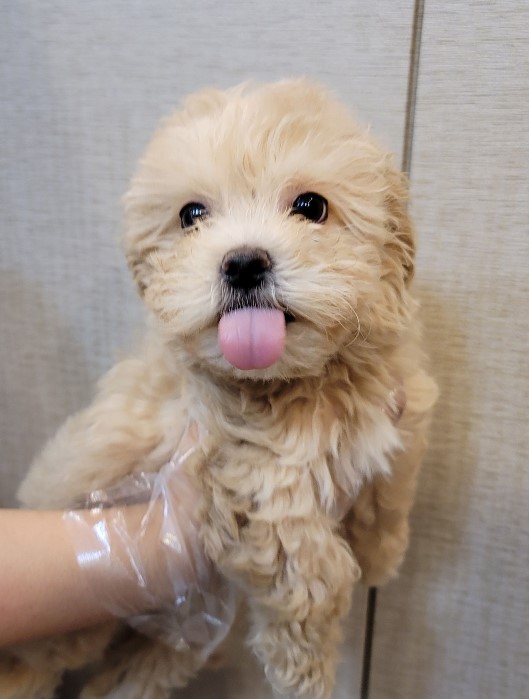 개를 입양했어요. 가마솥 산 유기견 보호 센터 귀여운 6