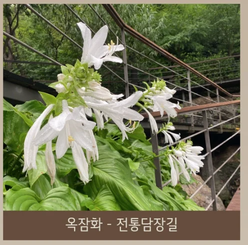 화담숲 예매