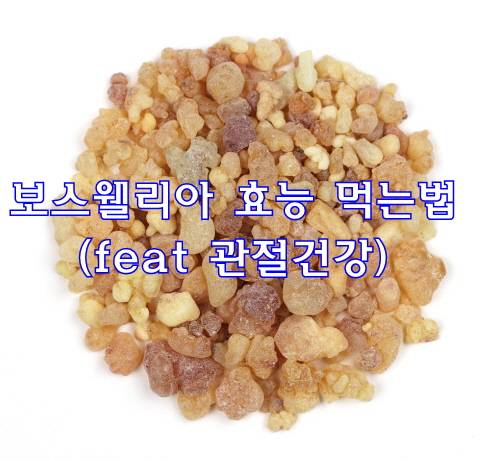  보스웰리아 효능 먹는법 (feat 관절건강)