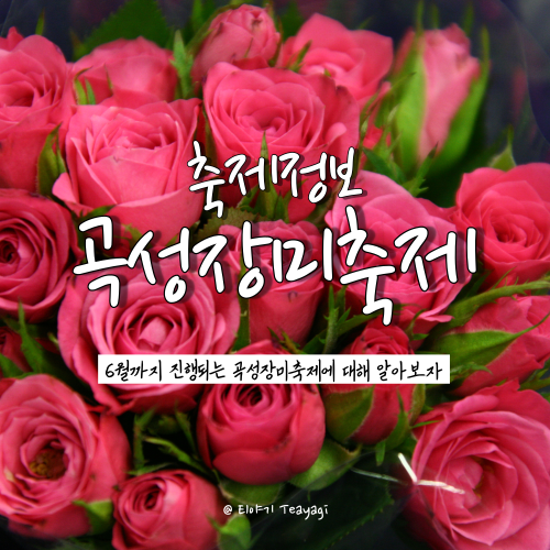  곡성 세계장미축제 행사기간, 입장료, 주차장 및 주차 요금 총정리