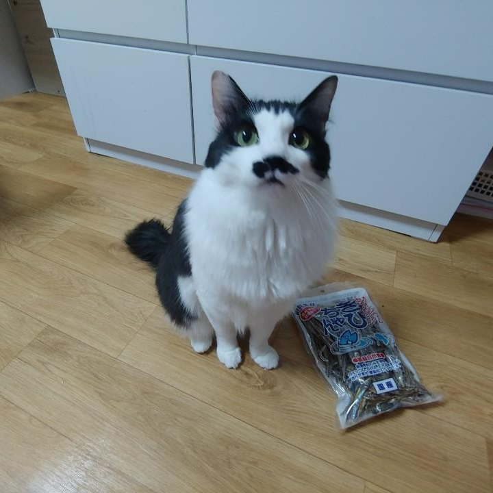  [고양이 간식 추천] 울집냥이 최애간식! 아스쿠 저염멸치