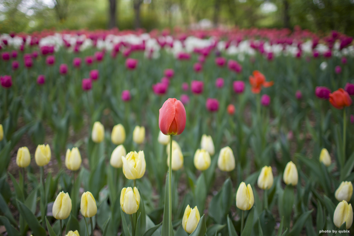 벚꽃 뒤의 튤립, 서울 성수동 튤립명소 '서울숲' 18