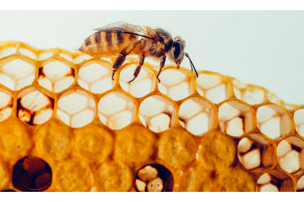 꿀벌-프로폴리스