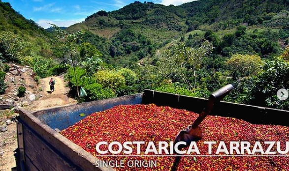 코스타리카 커피열매
