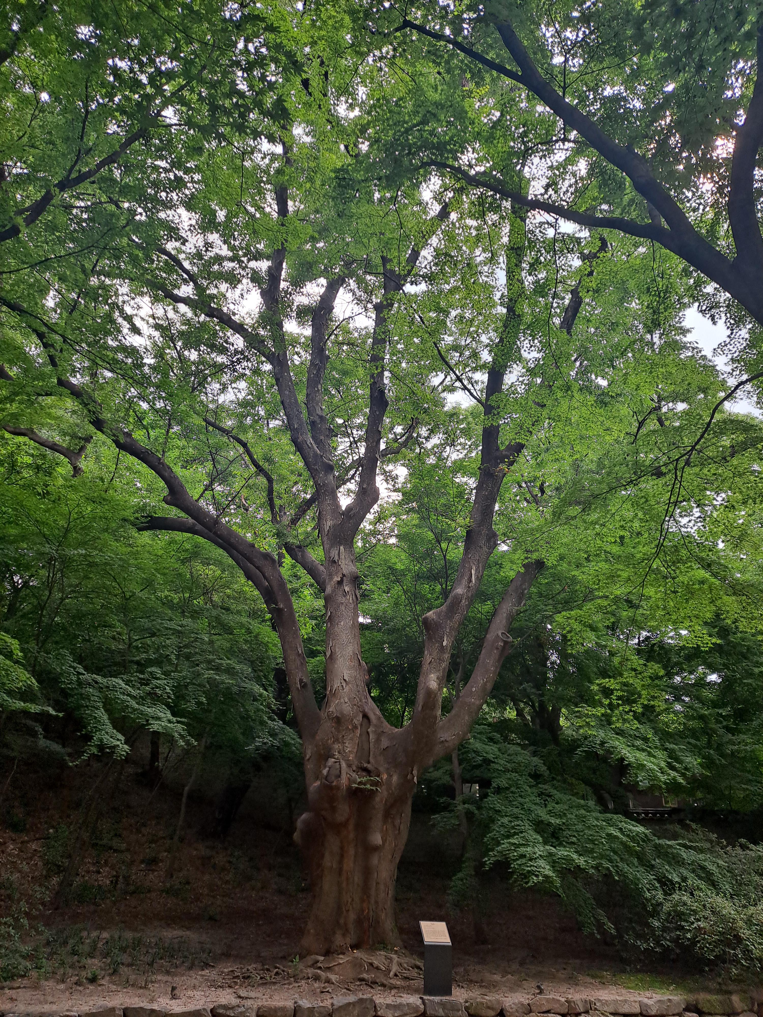  창경궁 느티나무와 회화나무