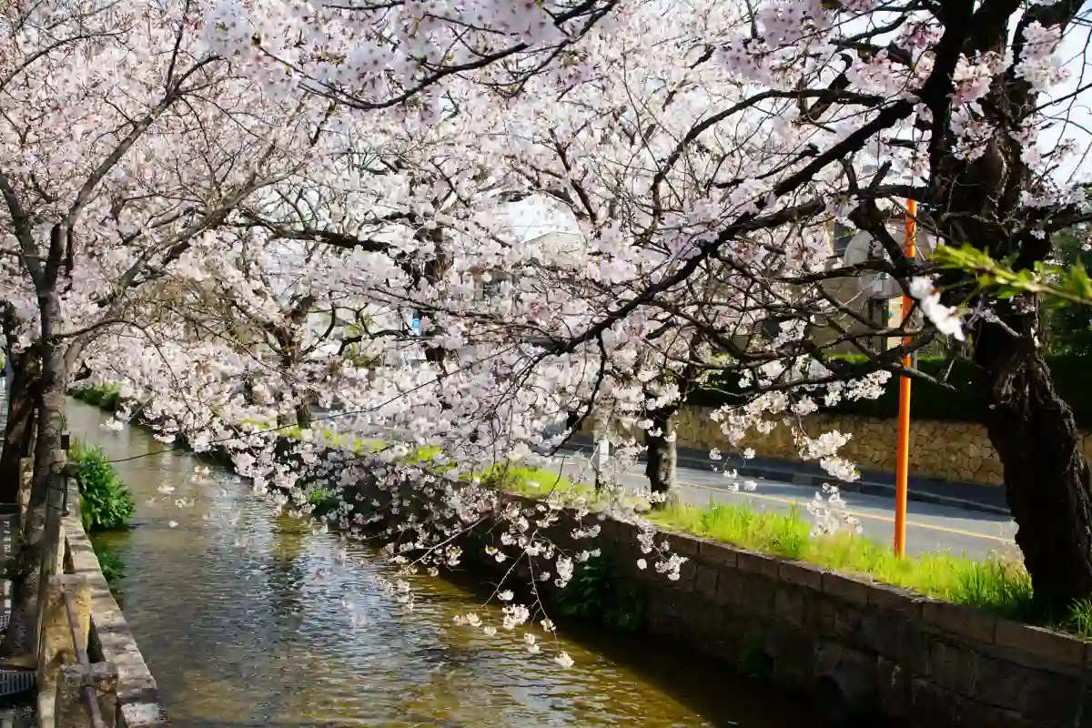 다마쿠시가와의 벚꽃 가로수길 (玉串川の桜並木)
