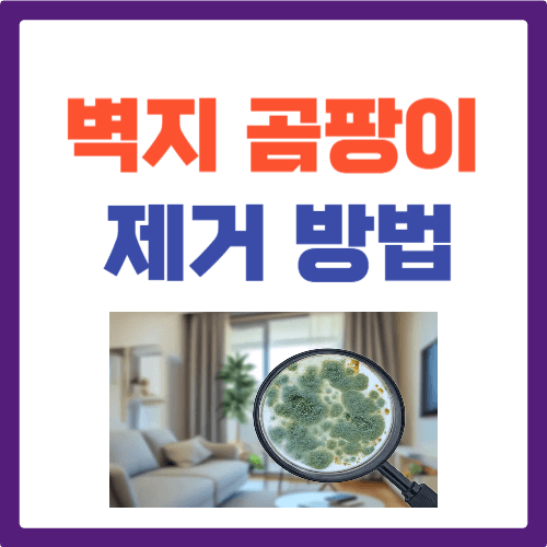 벽지 곰팡이 제거
