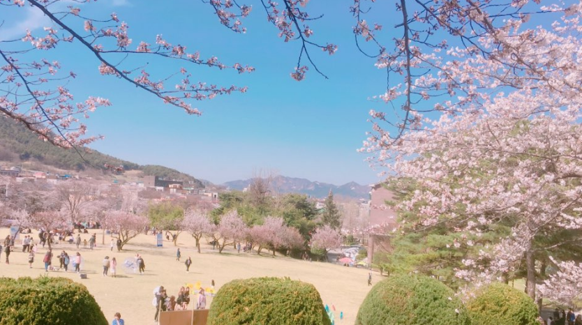 닥터슬럼프 결말, 촬영지, 협찬, 인물관계도, 슬럼프 이유, 제작진 알아보기 - undefined - 닥터슬럼프 촬영지 - 충남 아산 순천향대 오월의 광장 (벚꽃길 촬영지) 닥터슬럼프 결말, 촬영지, 협찬, 인물관계도, 슬럼프 이유, 제작진 알아보기 - undefined - 닥터슬럼프 촬영지 - 충남 아산 순천향대 오월의 광장 (벚꽃길 촬영지)