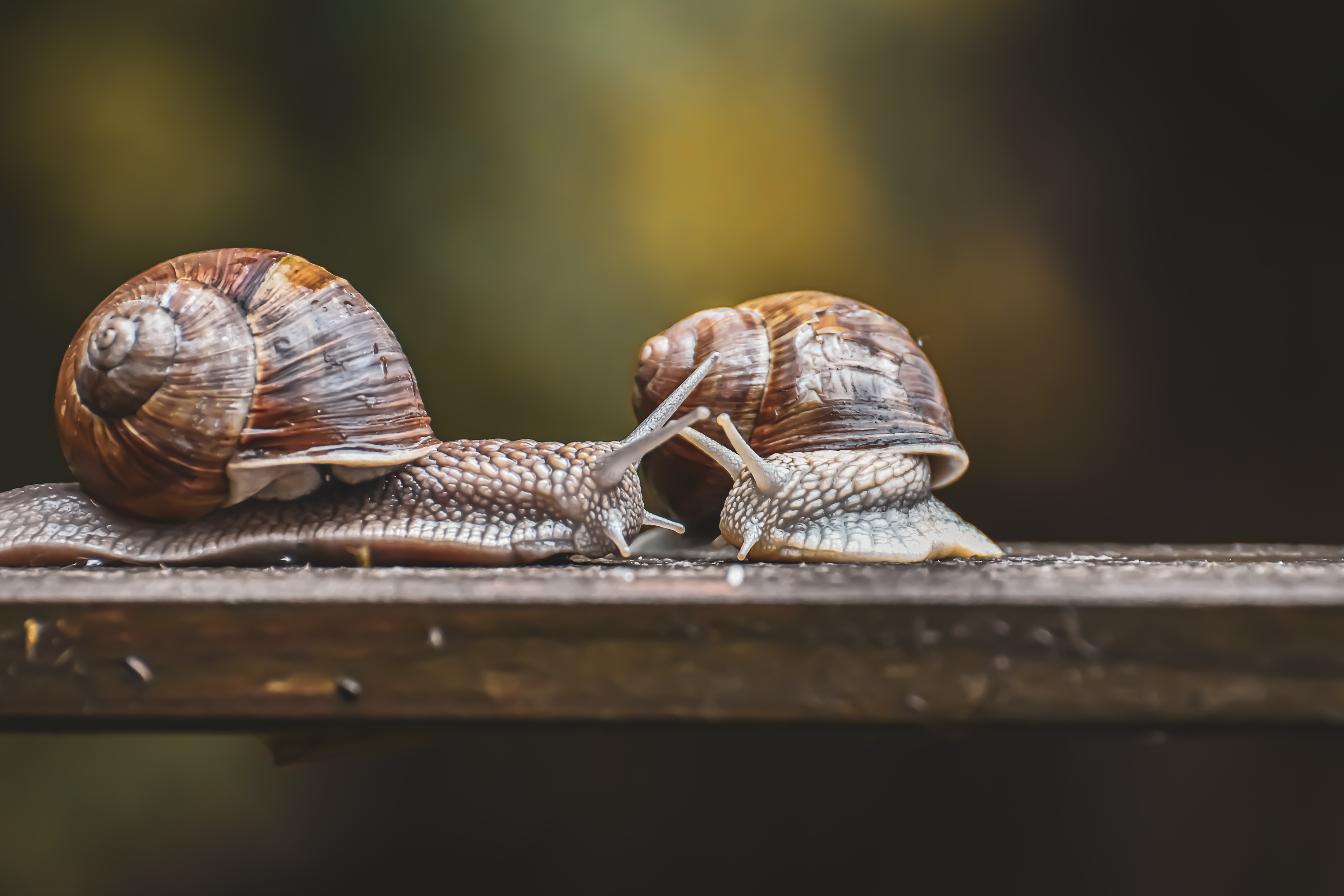 고동색 발판 위에 달팽이 2마리가 서로 마주보며 있는 것을 확대해 놓은 사진