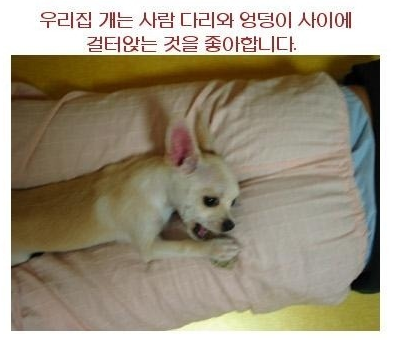  강아지에게 방귀를 뀌면 안되는 이유ㅋㅋㅋㅋㅋㅋ