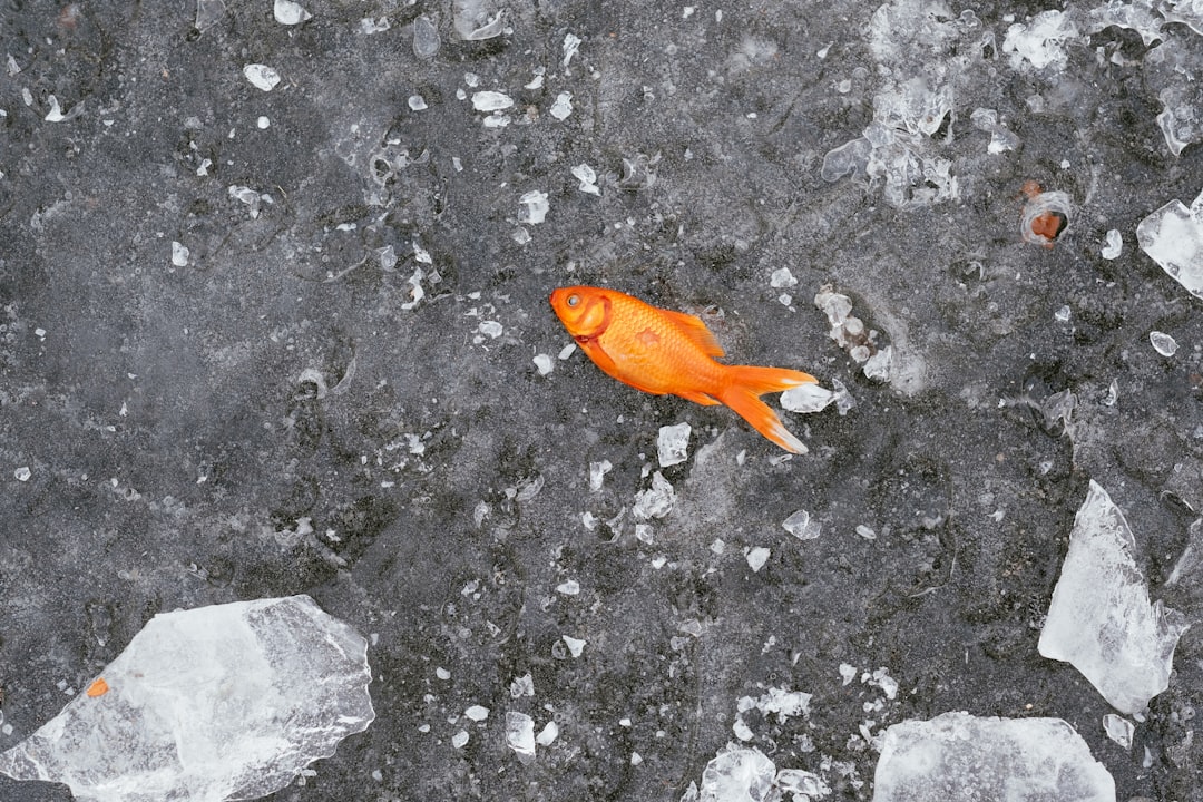 Ice fish.