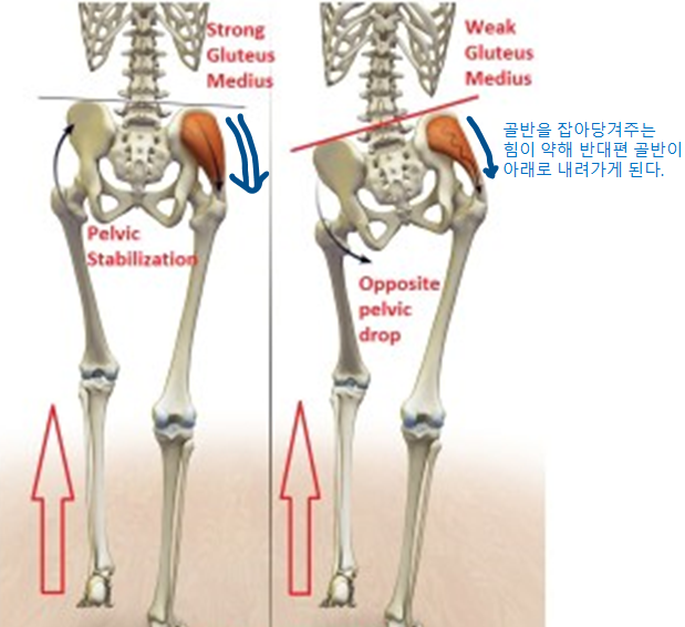 중둔근 힘이 약해지면 걸음에 변화가 생긴다.