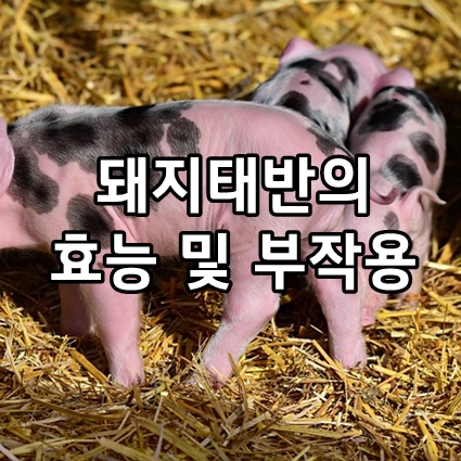 돼지태반