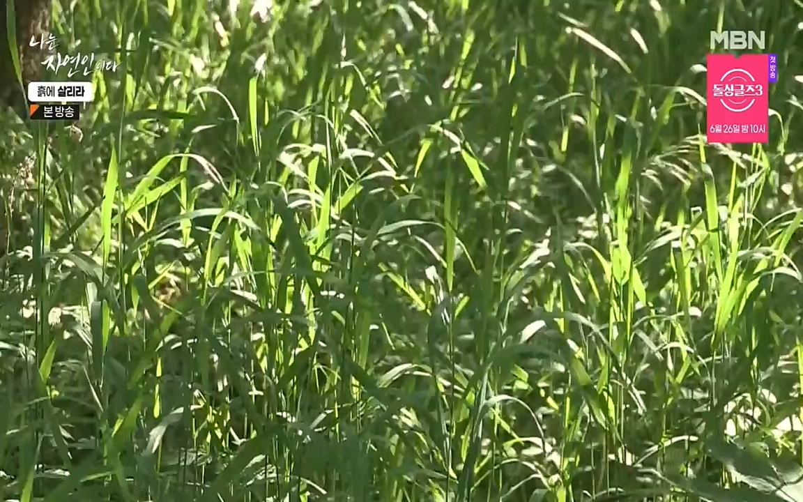 나는 자연인이다.E507.220623p-NEXT.mp4_20220623_204044.446.jpg