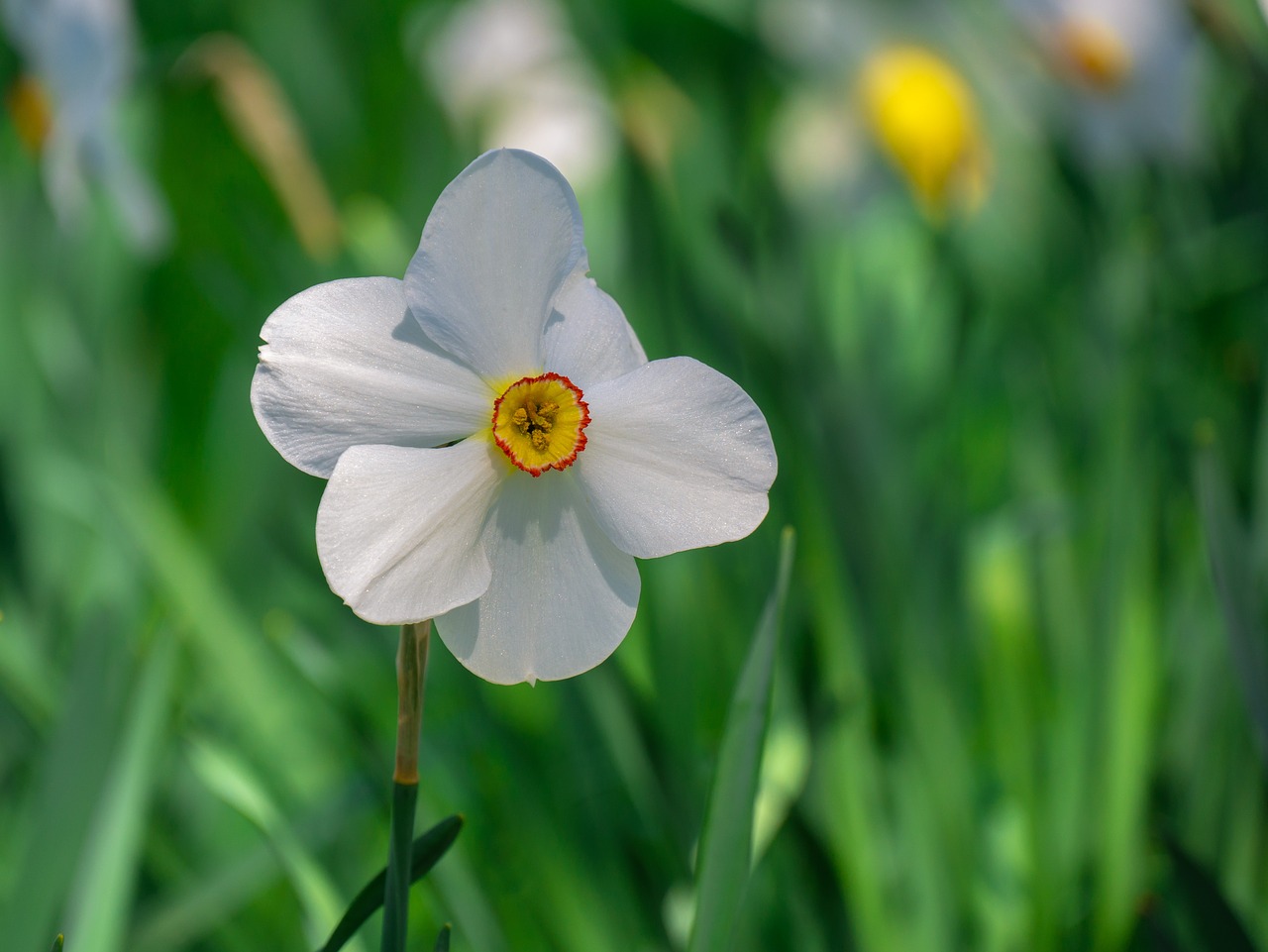  잡히지 않는 나, Daffodil(수선화)