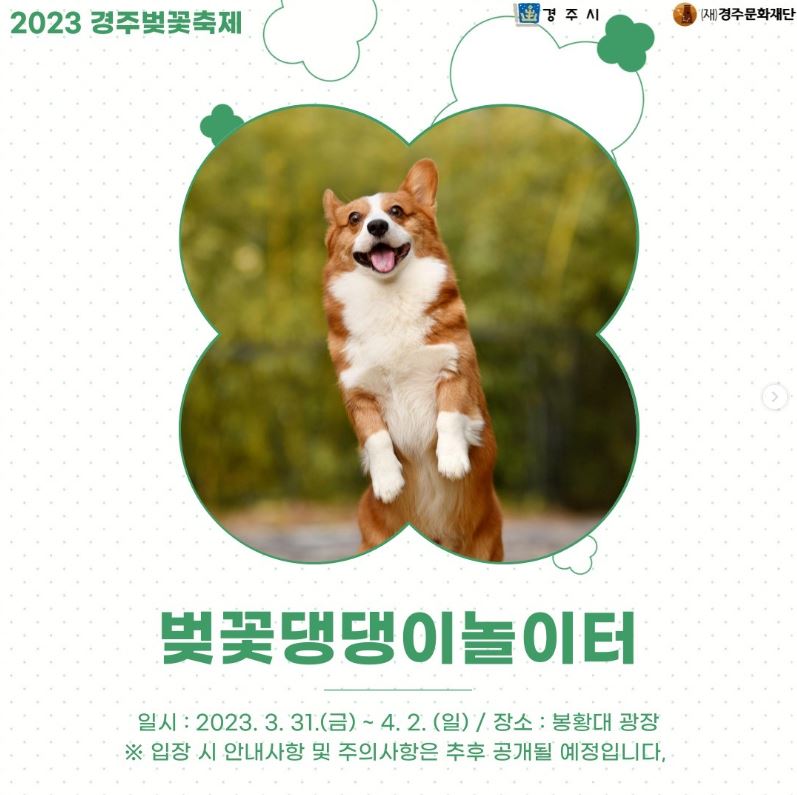 2023 경주 벚꽃축제 벚꽃 댕댕이 놀이터